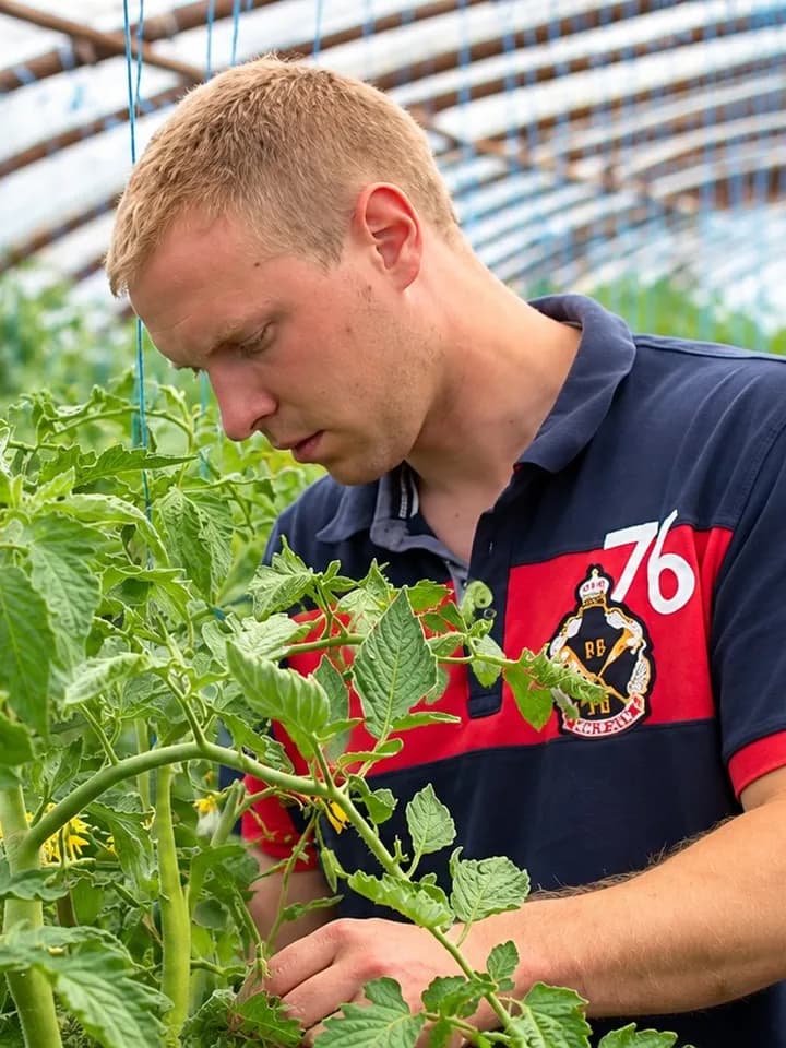 Matthieu Gérard, maraîcher, dans sa serre à Frasnes-lez-Gosselies